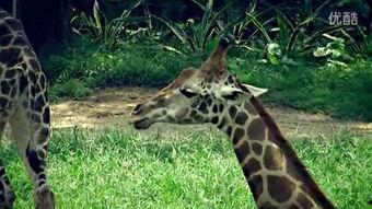 有动物会变成人吗视频,跨越物种的奇幻之旅