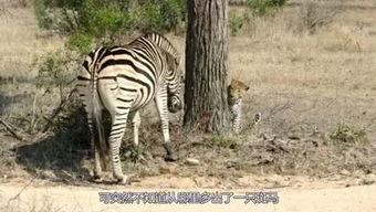 有动物会变成人吗视频,跨越物种的奇幻之旅