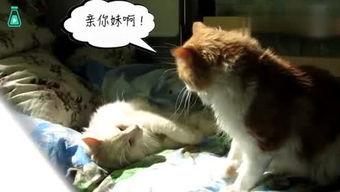 有动物会变成人吗视频,跨越物种的奇幻之旅