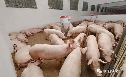 成人滑板清仓处理方法视频  第1张