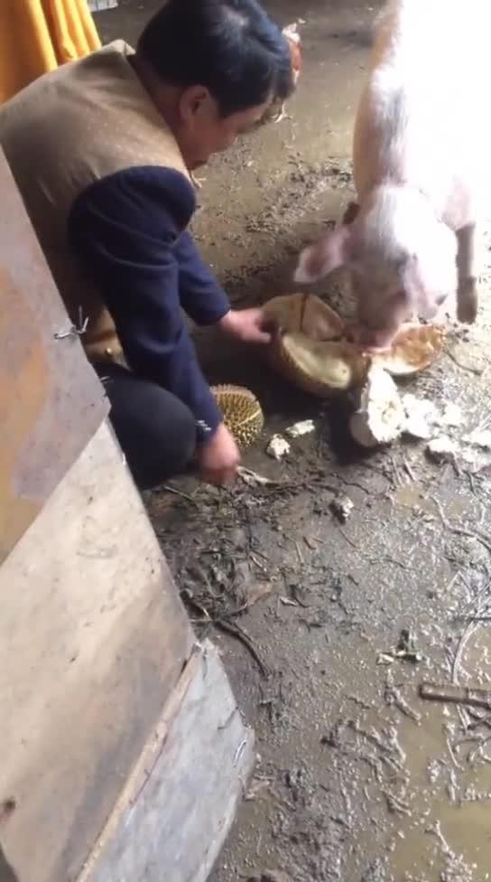 成人老黄短视频  第2张